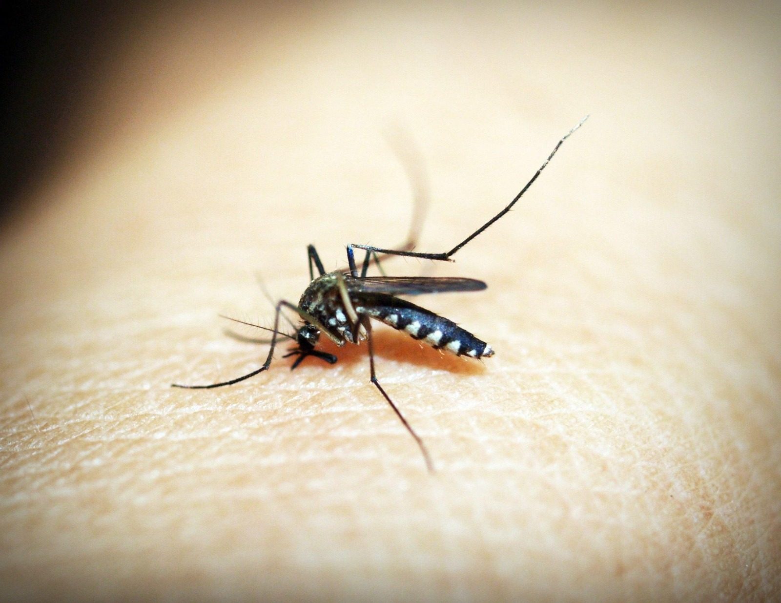Ocho casos de dengue se registraron en la última semana epidemiológica en Loja.